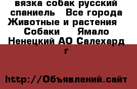 вязка собак русский спаниель - Все города Животные и растения » Собаки   . Ямало-Ненецкий АО,Салехард г.